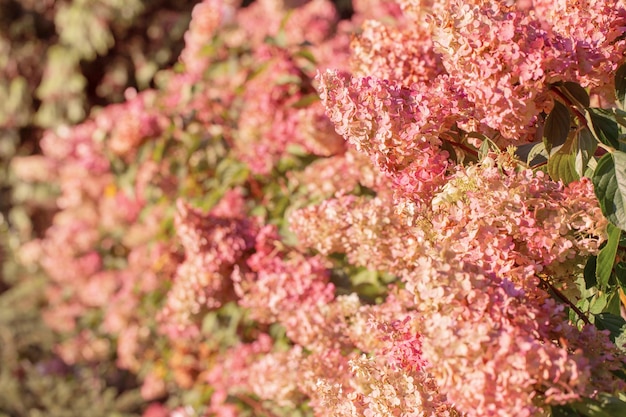 hortênsia roxa na luz solar de perto