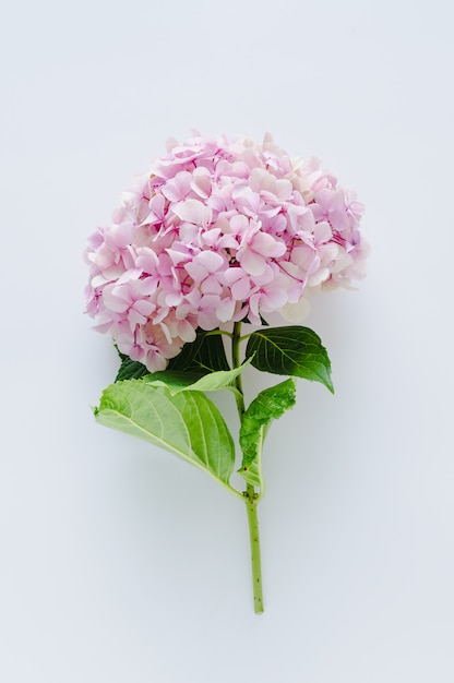 Hortensia sobre fondo blanco. Espacio para escribir.