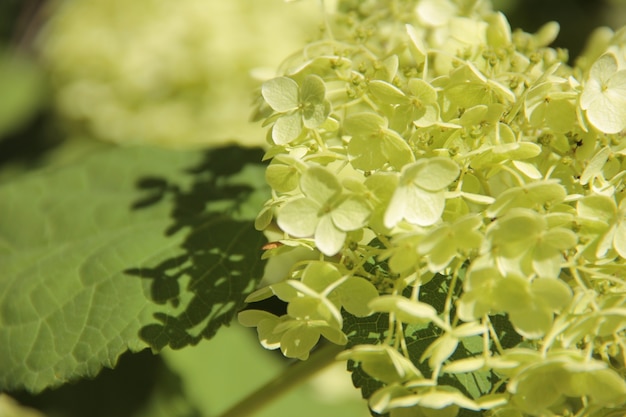 Foto hortensia verde