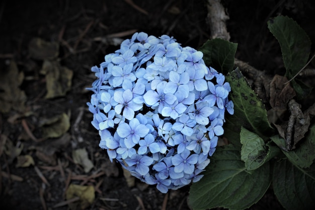 Hortensia