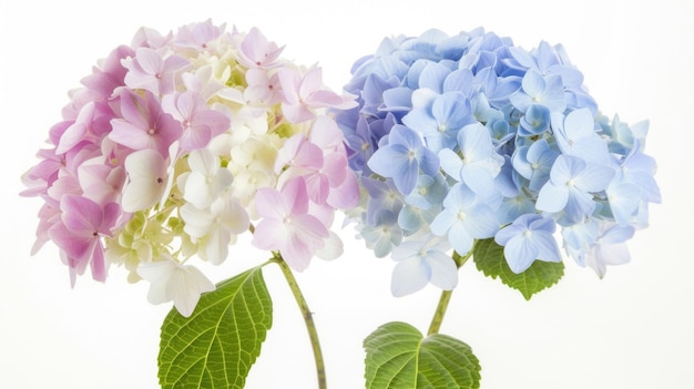 Foto las hortensias aisladas florecen en colores blanco, azul, rosa, púrpura o de dos tonos