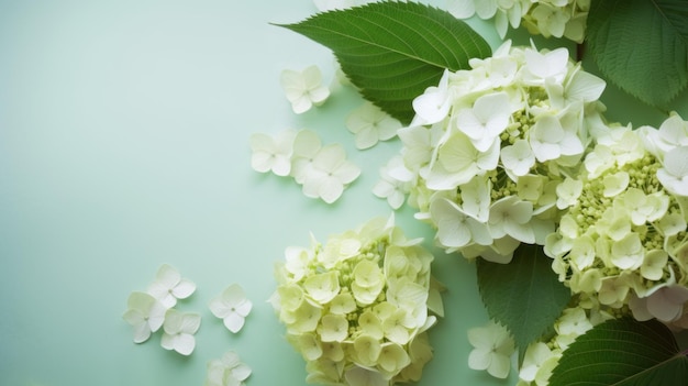 Hortensias blancas sobre un fondo verde hielo con sépalos dispersos y espacio de copia Generado por IA