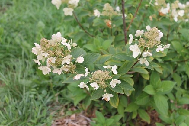 Las hortensias blancas te reciben con calidez y ternura.