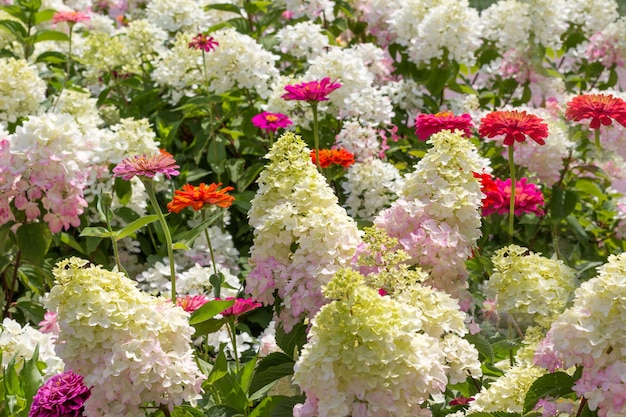 Hortênsias brancas em flor e zínias vermelhas. Fundo de flor