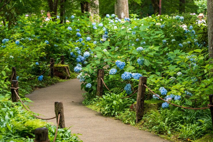 Hortensias de colores en el Templo Sanzenin Jardín de hortensias Ohara Kioto Japón