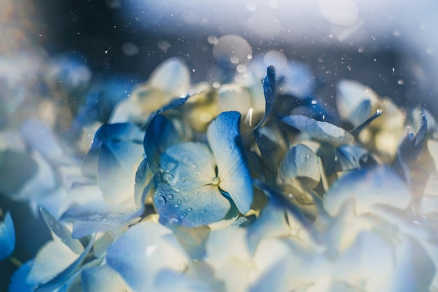 Hortênsias de flores azuis com salpicos de chuva