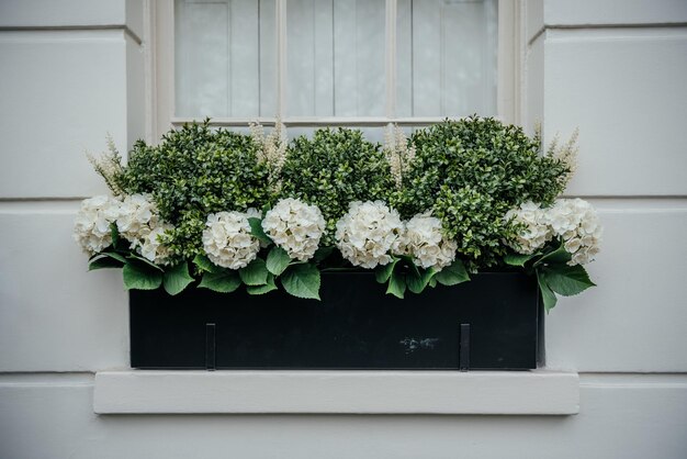 Foto hortênsias e boxwood em elegante caixa de janela