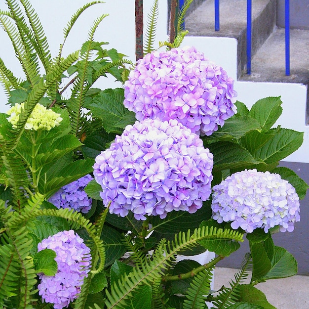 Foto las hortensias floreciendo en el patio