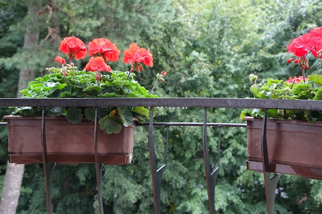 hortensias en una maceta en un balcón bajo la lluvia