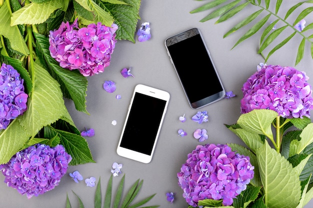 Hortensias púrpuras frescas con hojas verdes con teléfono inteligente sobre fondo gris. Espacio libre para texto. Vista superior. Copia espacio