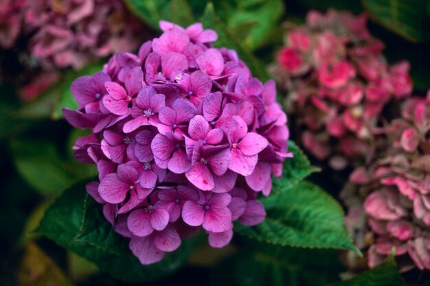 Foto hortensias