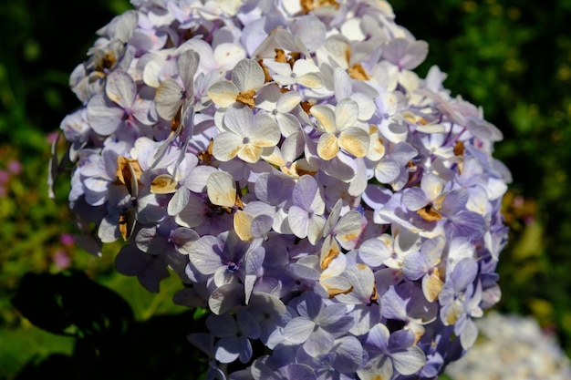 Hortensie, allgemein als Hortensia bezeichnet. ist eine blühende Pflanze, die in Berggebieten wächst.