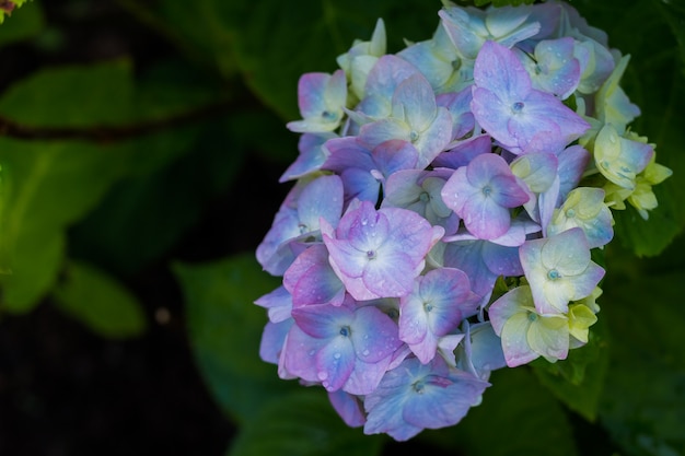 Hortensie. blaue Blumen nach dem Regen