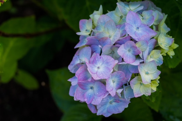 Foto hortensie. blaue blumen nach dem regen