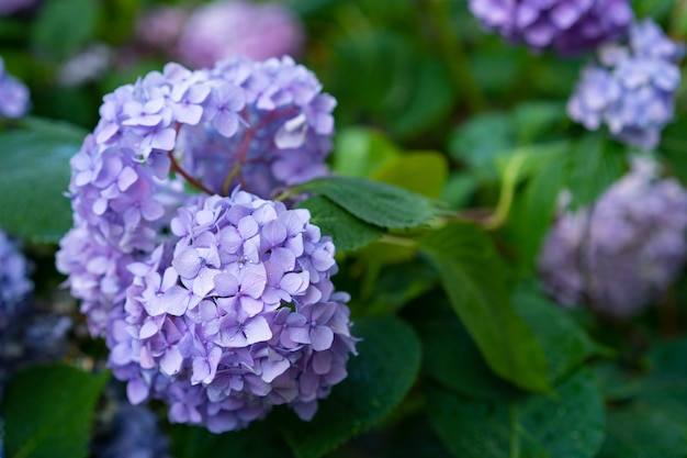 Hortensie blüht im Garten