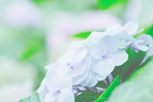 Hortensie Blume