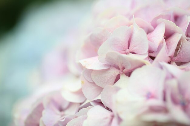 Hortensie Blume