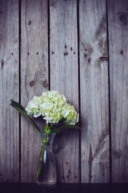 Hortensie Blume