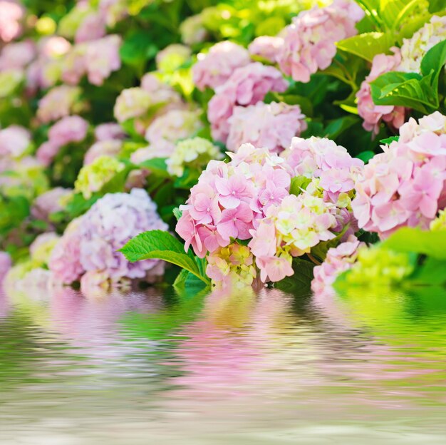 Hortensie Blumen