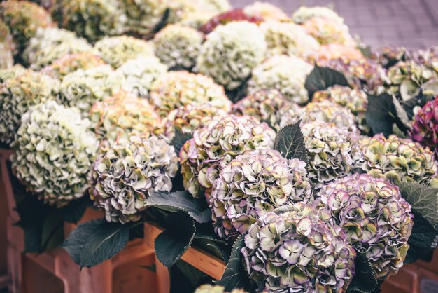 Hortensie Blumen