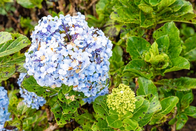 Hortensie gebräuchliche Namen Hortensie oder Hortensia Natürlicher Blumenhintergrund Frühlingsblumen