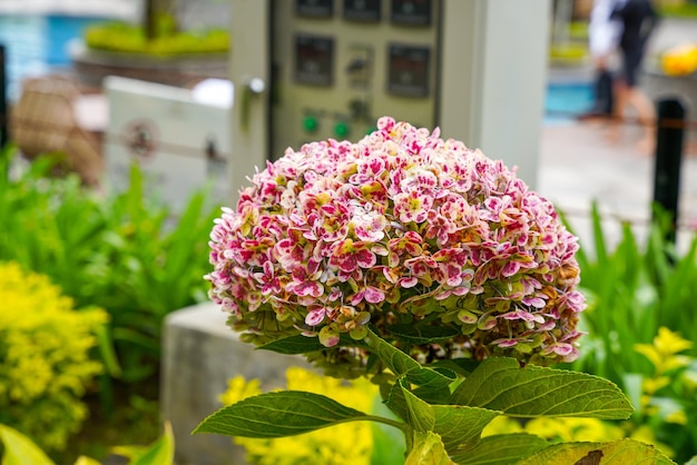 Hortensie gebräuchliche Namen Hortensie oder Hortensie