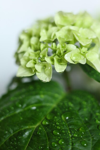 Foto hortensie grüne hortensie mit taustropfen auf den blütenblättern