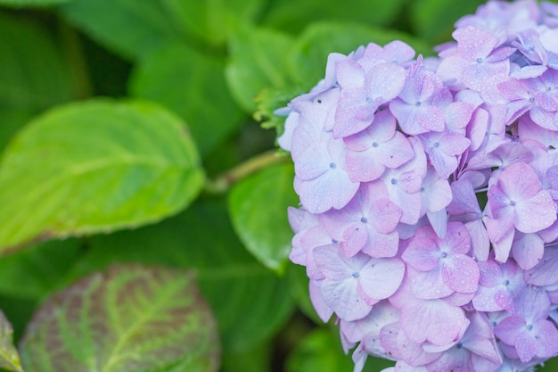 Foto hortensie im garten nach dem regen