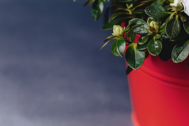 Hortensie im Vase auf dunklem Hintergrund