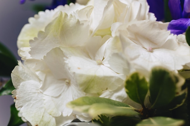 Hortensie im Vase auf dunklem Hintergrund