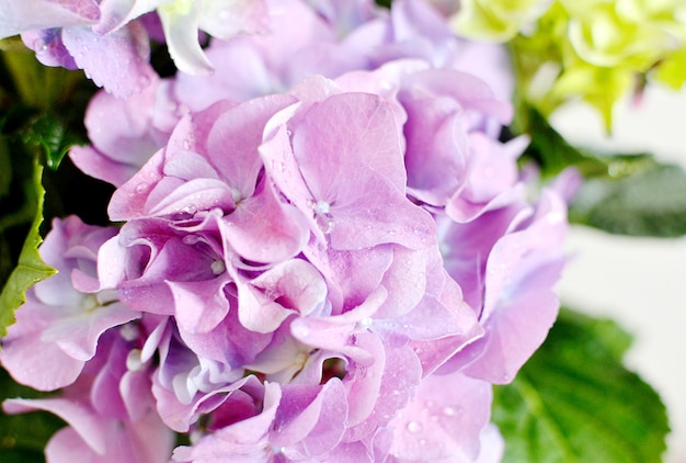 Foto hortensie in einem topf