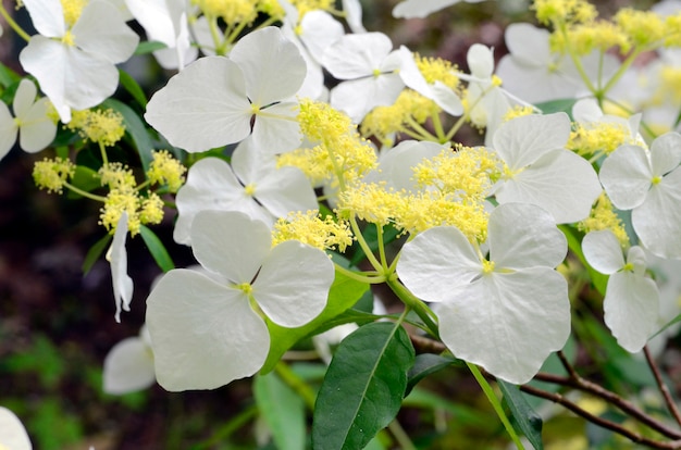 Hortensie luteoveosa