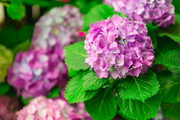 Hortensie- oder Hortensiablume, blühend im Frühjahr und im Sommer.