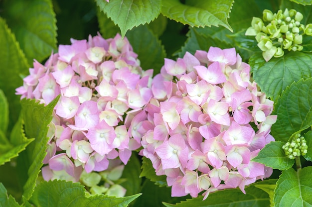 Hortensie rosa Blume mit grünen Blättern