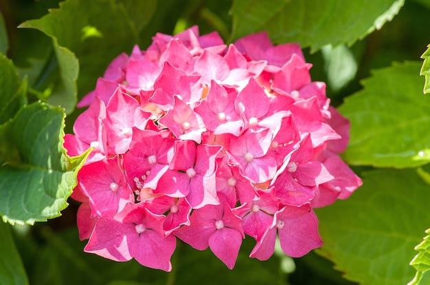 Hortensie rosa Blume mit grünen Blättern