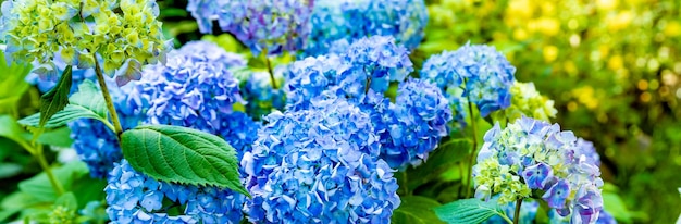Hortensie veränderbar großblättrig Garten Französischer wildwachsender Busch Varietät von rispigen und baumartigen Hortensien Blaue BlumenBotanischer Garten