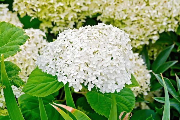 Hortensie weiß flauschig