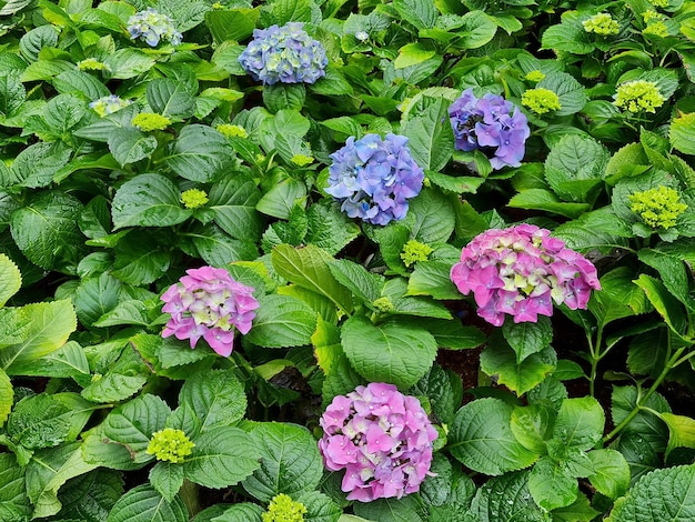 Foto hortensien blühen im garten