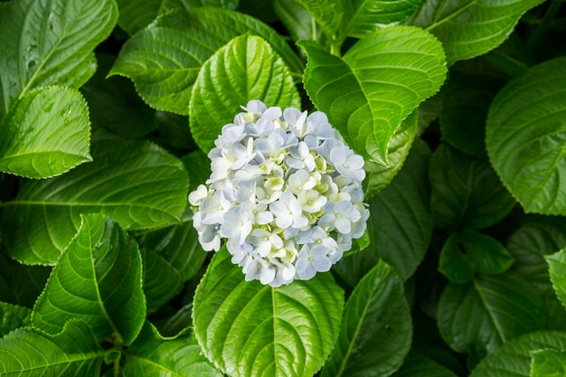 Hortensien Blumen