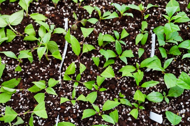 Hortensien paniculata aus Stecklingen in ihrer Anzuchtschale züchten