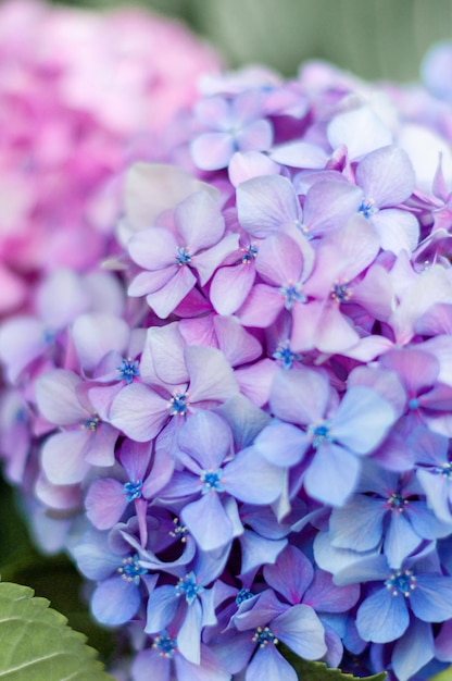 Hortensienblüte Hydrangea Macrophylla oder Hortensienblüte mit grünem Stiel und blühendem Laub