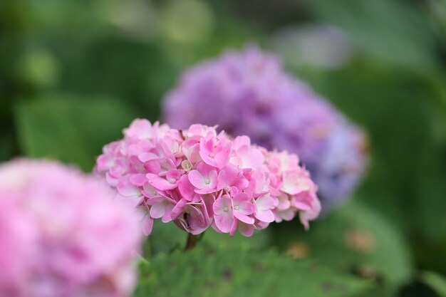 Hortensienblüte in Nahaufnahme