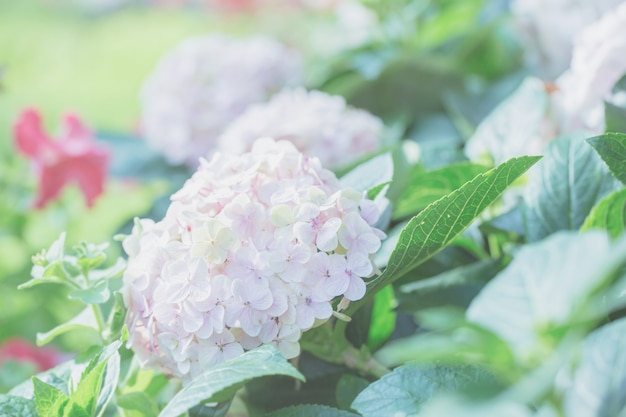 Hortensienblüte in Pastelltönen