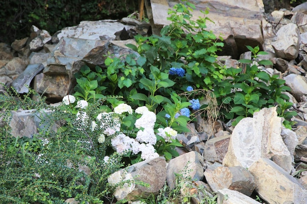 Hortensienbüsche, die auf Felsen wachsen