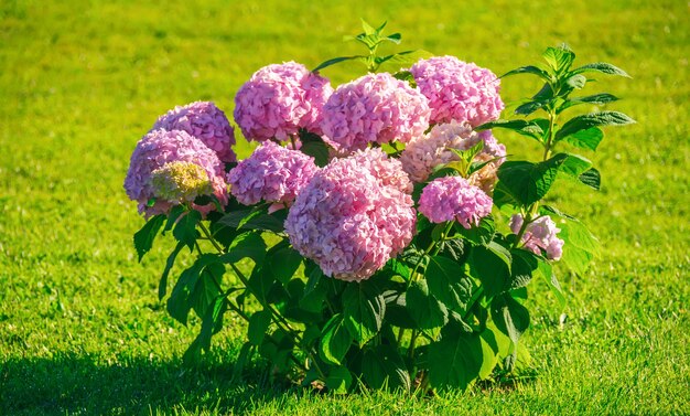 Hortensienbusch im grünen Garten