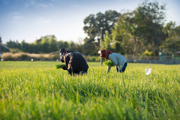 Horticultores libres de productos químicos para prevenir plagas, fertilizantes, mantenimiento.