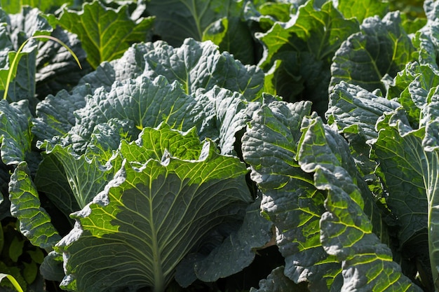 Horticultura comunitária em comunidade urbana.