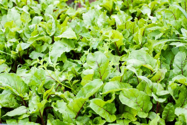 Horticultura comunitária em comunidade urbana.