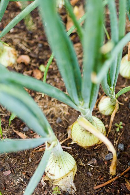 Horticultura comunitária em comunidade urbana.