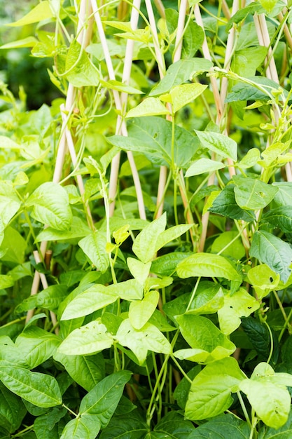 Horticultura comunitária em comunidade urbana.